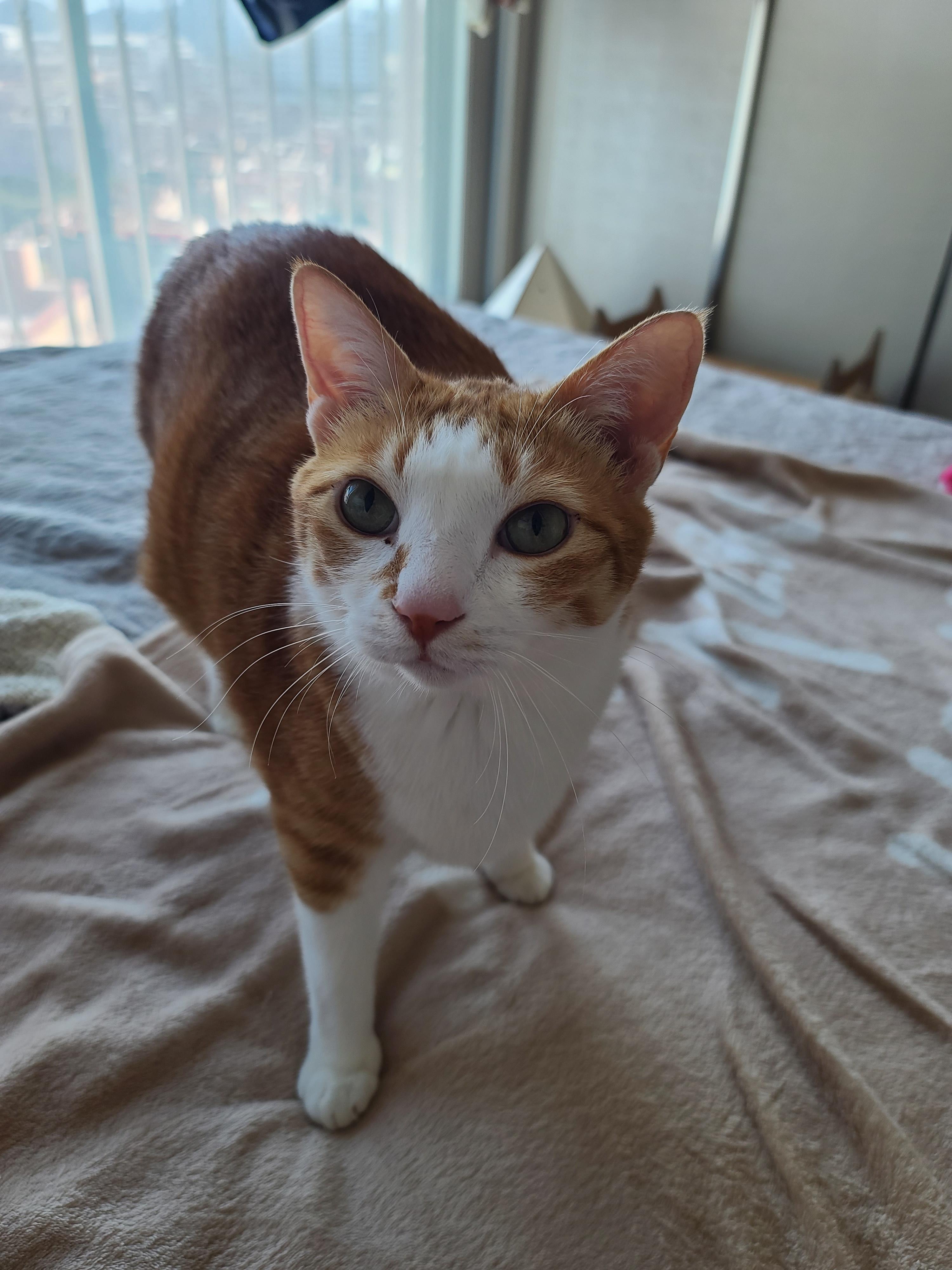 오랜만에 달달한 호야건이 브로맨스 (feat. 막둥이 삐용)