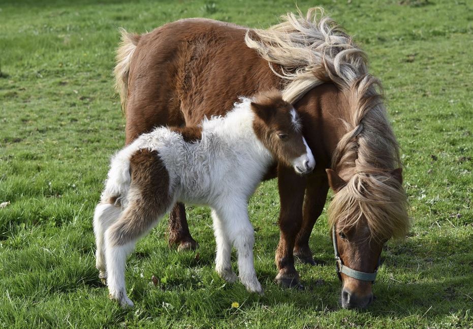 2026년 말띠 운세 총정리｜재물운&middot;직장운&middot;인간관계운 완벽 해석