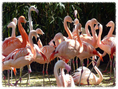 순천만 국가정원 동물원