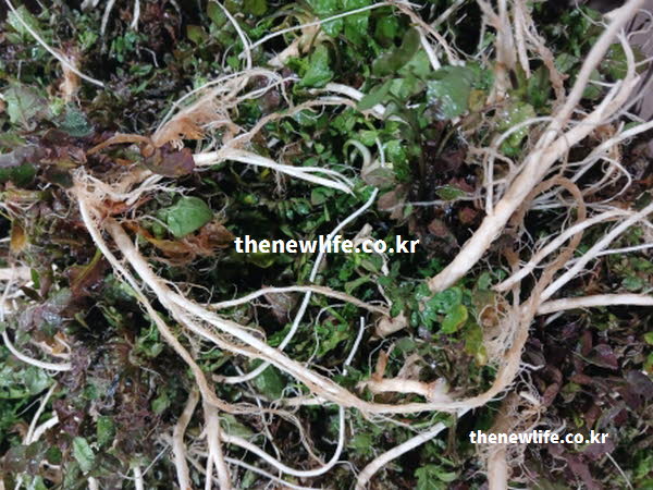 냉이 효능의 핵심 영양 성분들을 담은 실사진