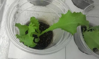 치커리 재배 쓴맛 줄이기 차광 요령 물 관리_6