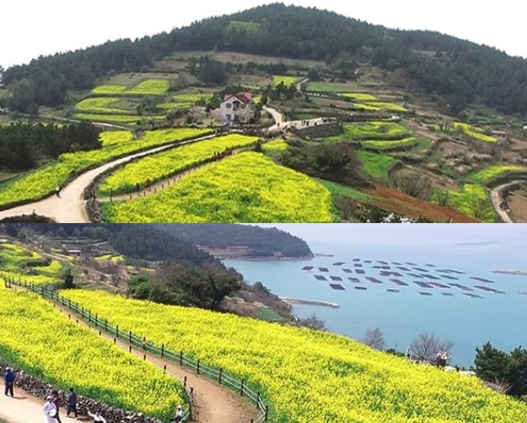 청산도 유채꽃 피는시기