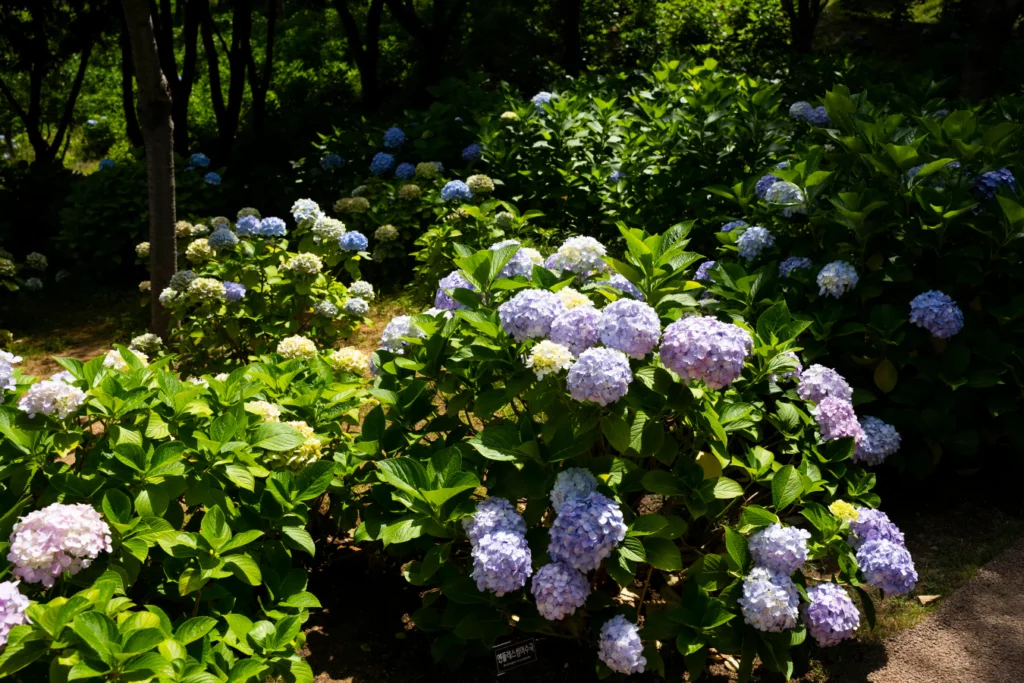 2024년 장생포 수국 페스티벌