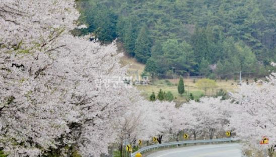 담양 벚꽃 명소