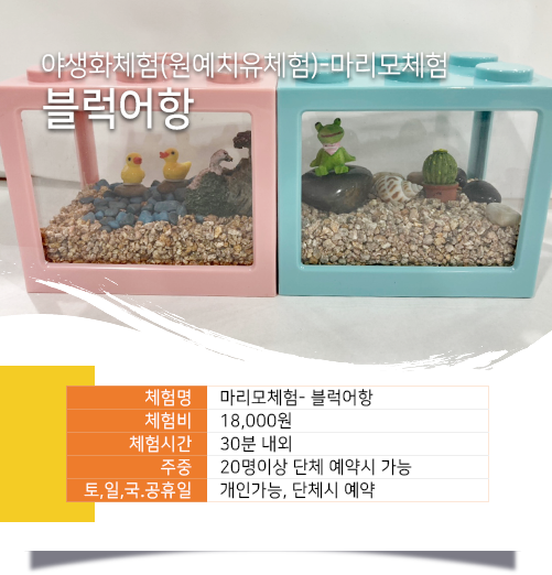 마리모 체험- 블럭어항
