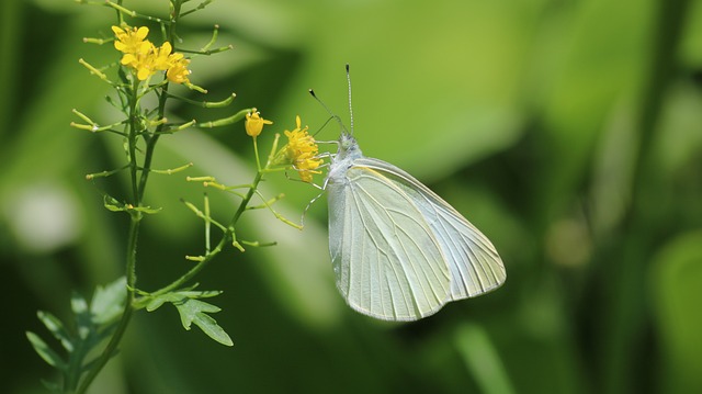 흰나비-보는-꿈-해몽
