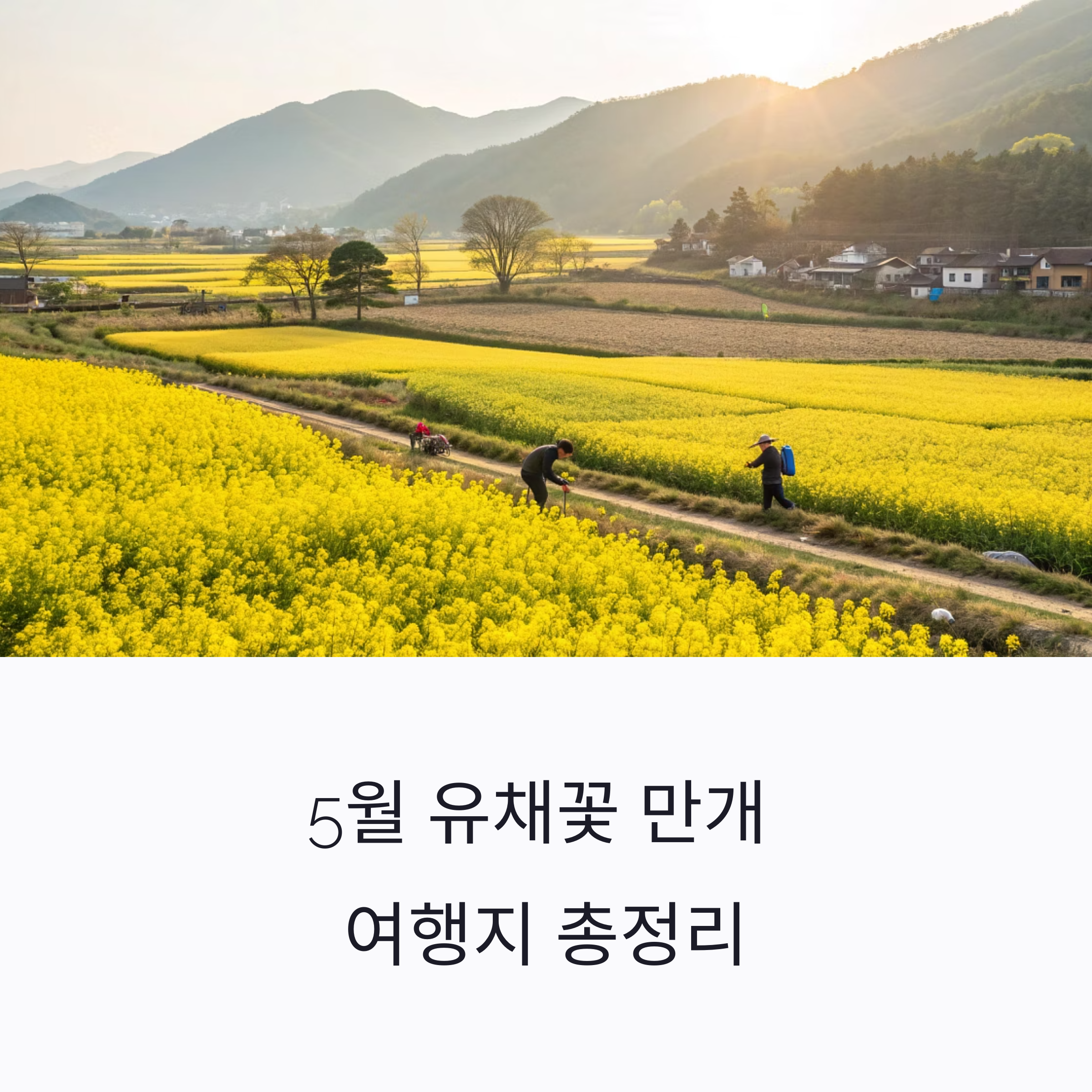 5월에 떠나는 유채꽃 명소 여행지 추천