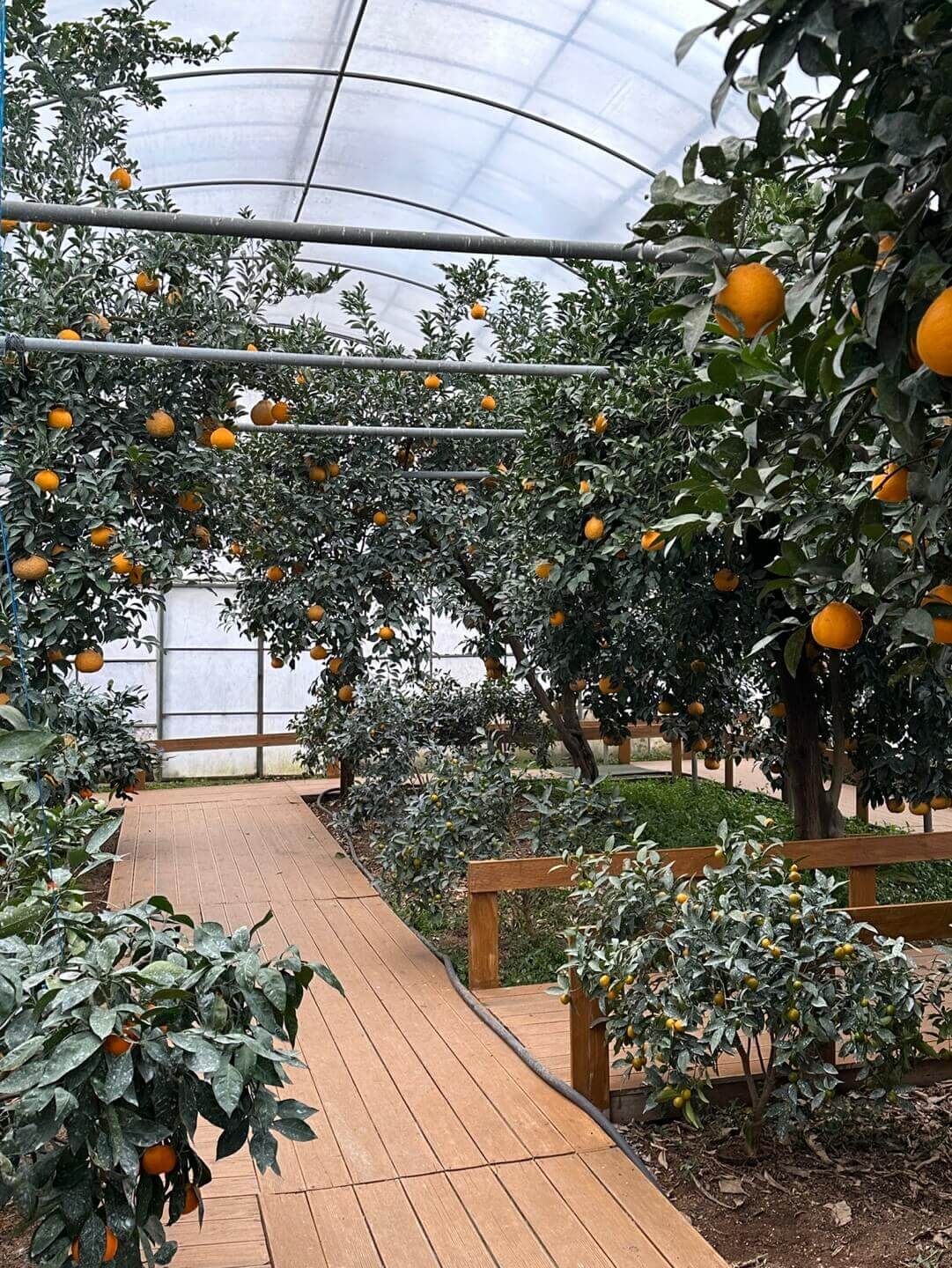 의왕 승림식물원 실내 온실 모습 아이 자연 체험 공간