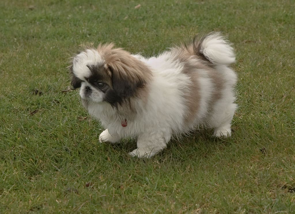 소형견 종류