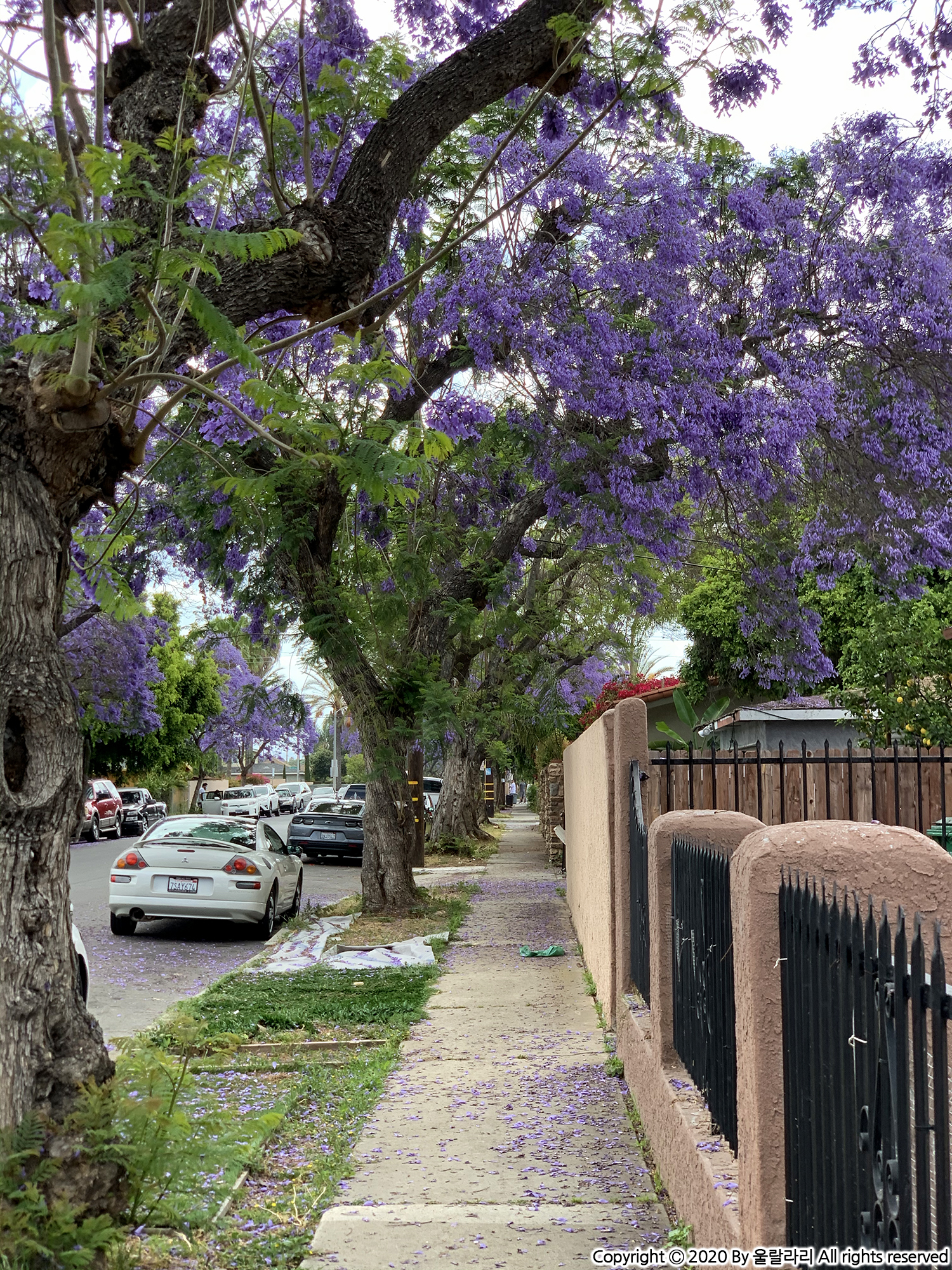 jacaranda blossom in orange county southern california