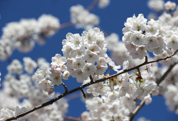 일산호수공원 벚꽃과 벚꽃길-연합뉴스 출저