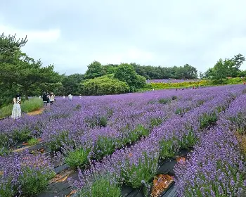 고창 청농원 라벤더 축제_24