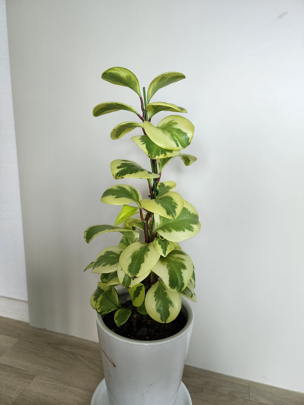 현재 키가 많이 자란 골드페페