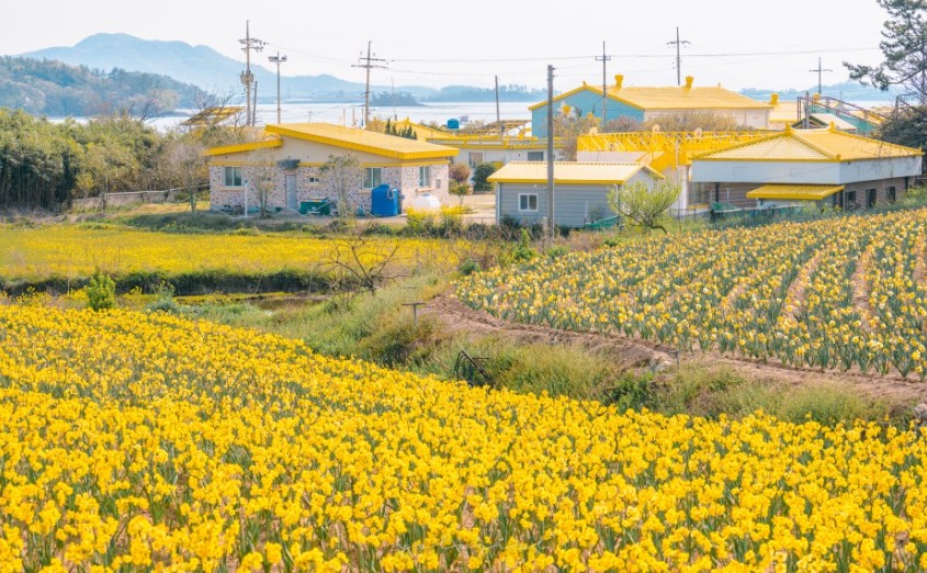 신안 선도 수선화 축제(1)