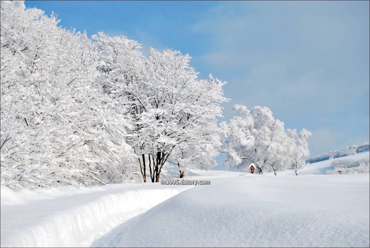 대관령 양떼목장