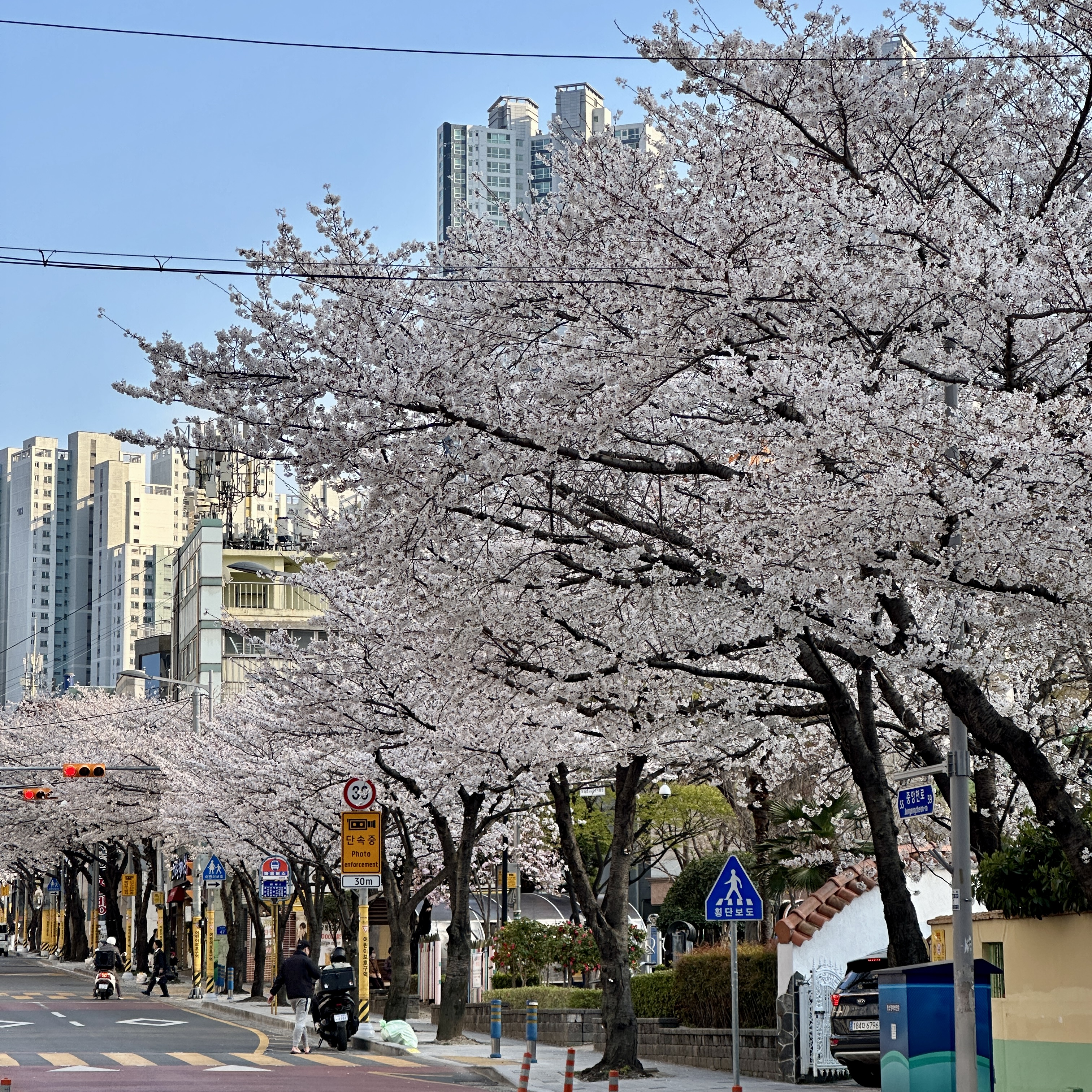 부산벚꽃명소_중앙천로_벚꽃길
