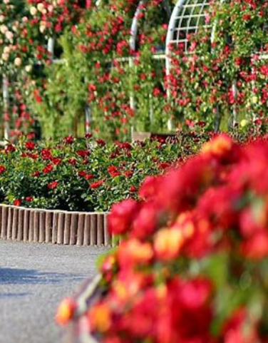 장미축제 전국 TOP5