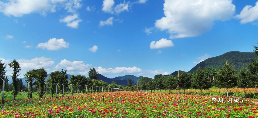 2025 자라섬 꽃 페스타 공연·입장료·주차·가는길·선박까지! 봄꽃축제 꿀팁 한눈에
