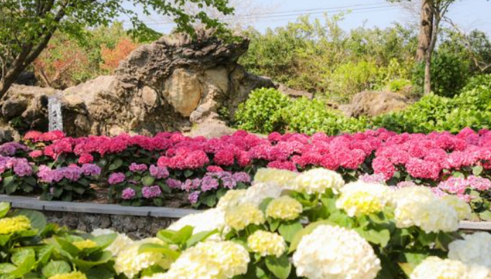 2024 제주도 수국축제 예매 및 입장료 할인 안내