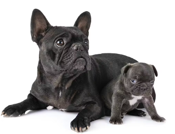 어미개와 새끼개