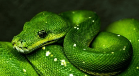 뱀에게 물리는 꿈해몽