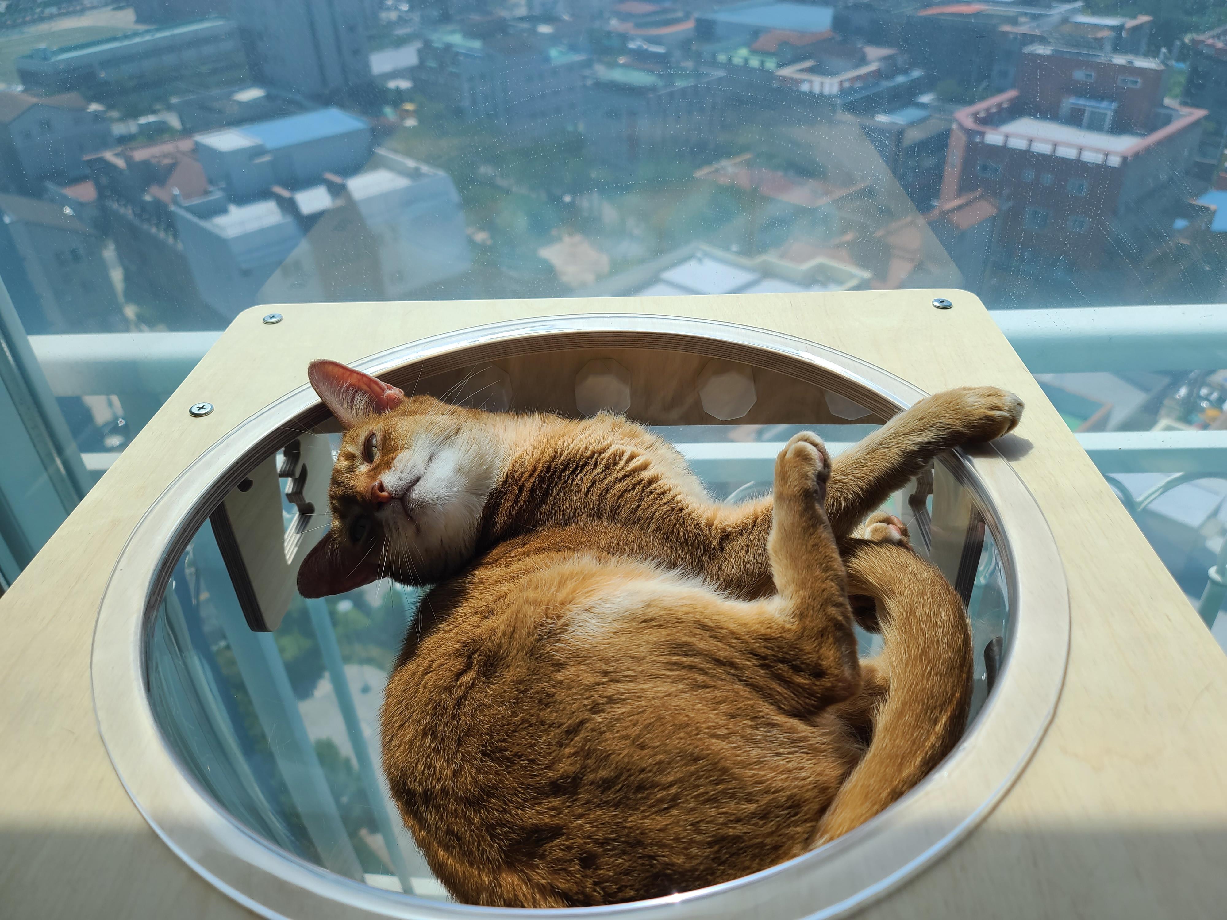 일요일. 오늘아침 평화로운 고양이들.