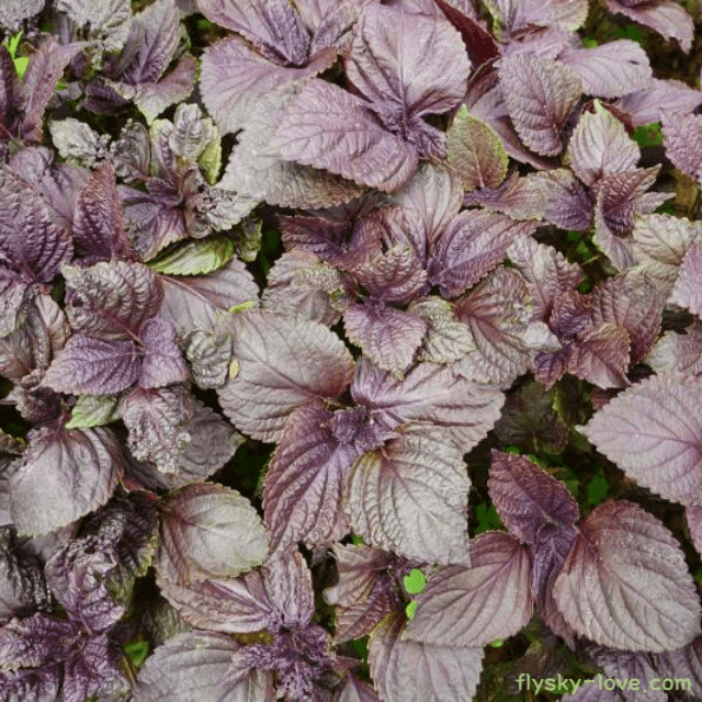 자소엽, 차즈기