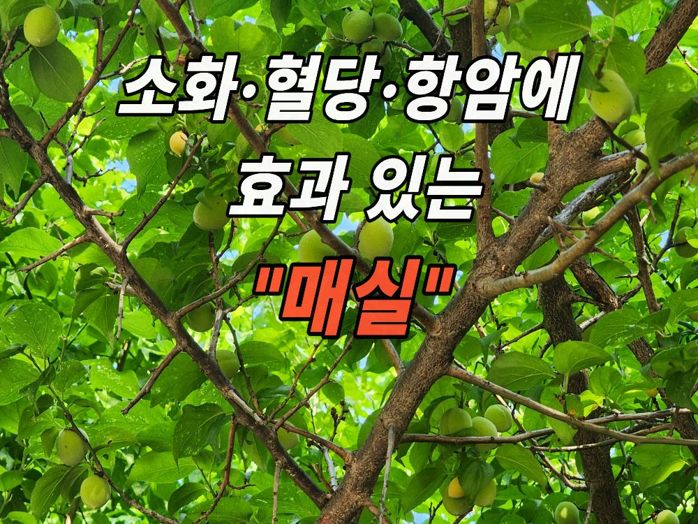 근처 산에서 본 매실나무