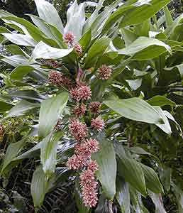 실내에서-키우기-쉬운-식물-행운목