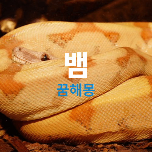 구렁이 꿈해몽, 꿈에 구렁이가나오는 꿈은 길몽인 경우가 많습니다. 흉몽이나 다른 의미는? 태몽?