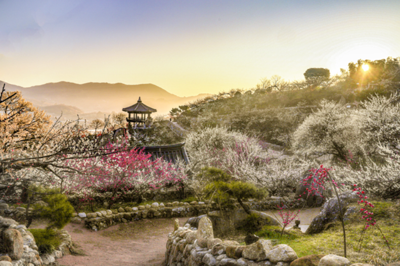 2025 광양 매화 마을