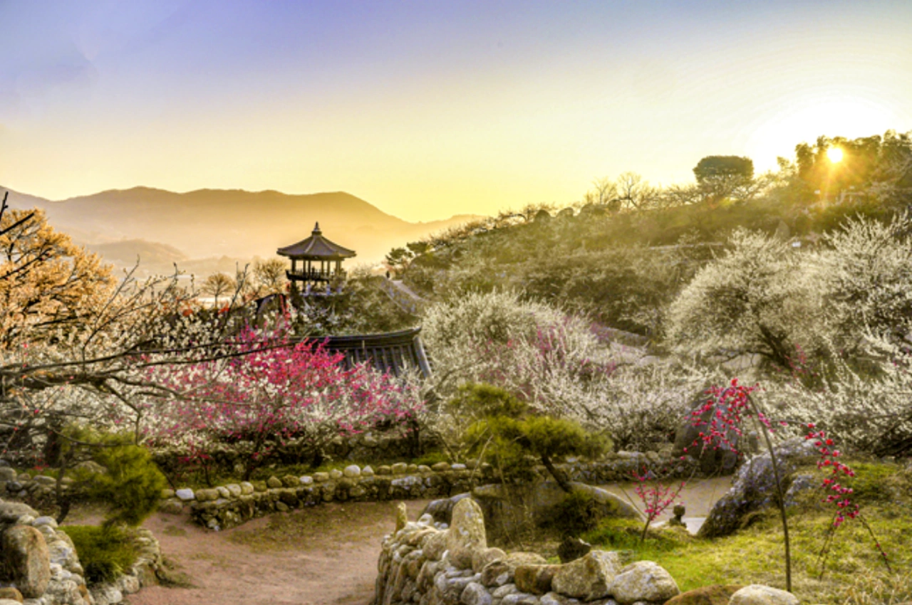 광양-매화-개화시기-매화꽃-개화시기