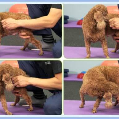 강아지 슬개골 탈구