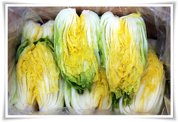 텃밭 &quot;8월, 김장 배추 심으세요!&quot; 올 가을 김장은 지금부터!