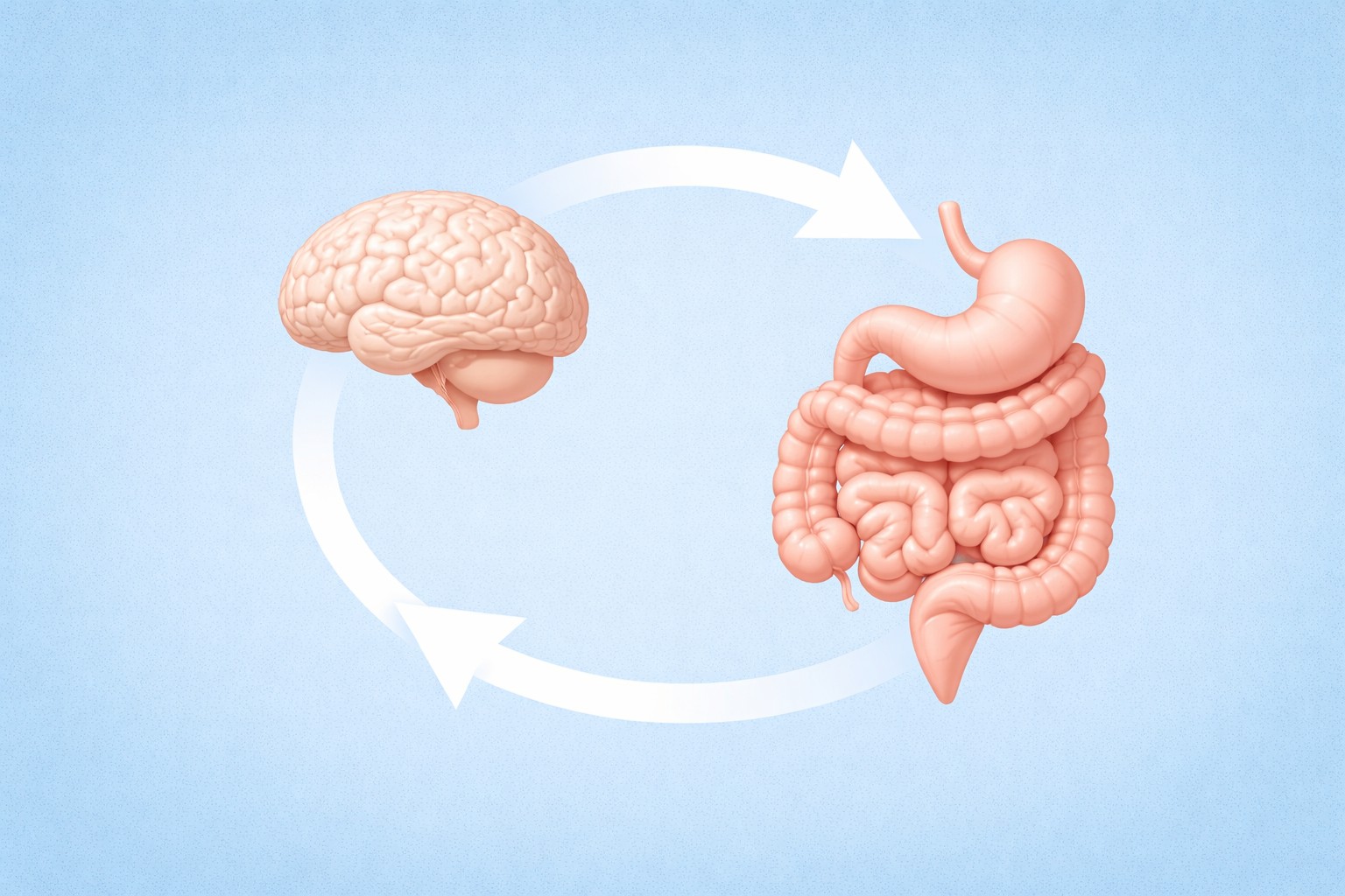 스트레스-장-뇌축 연결 관련 사진