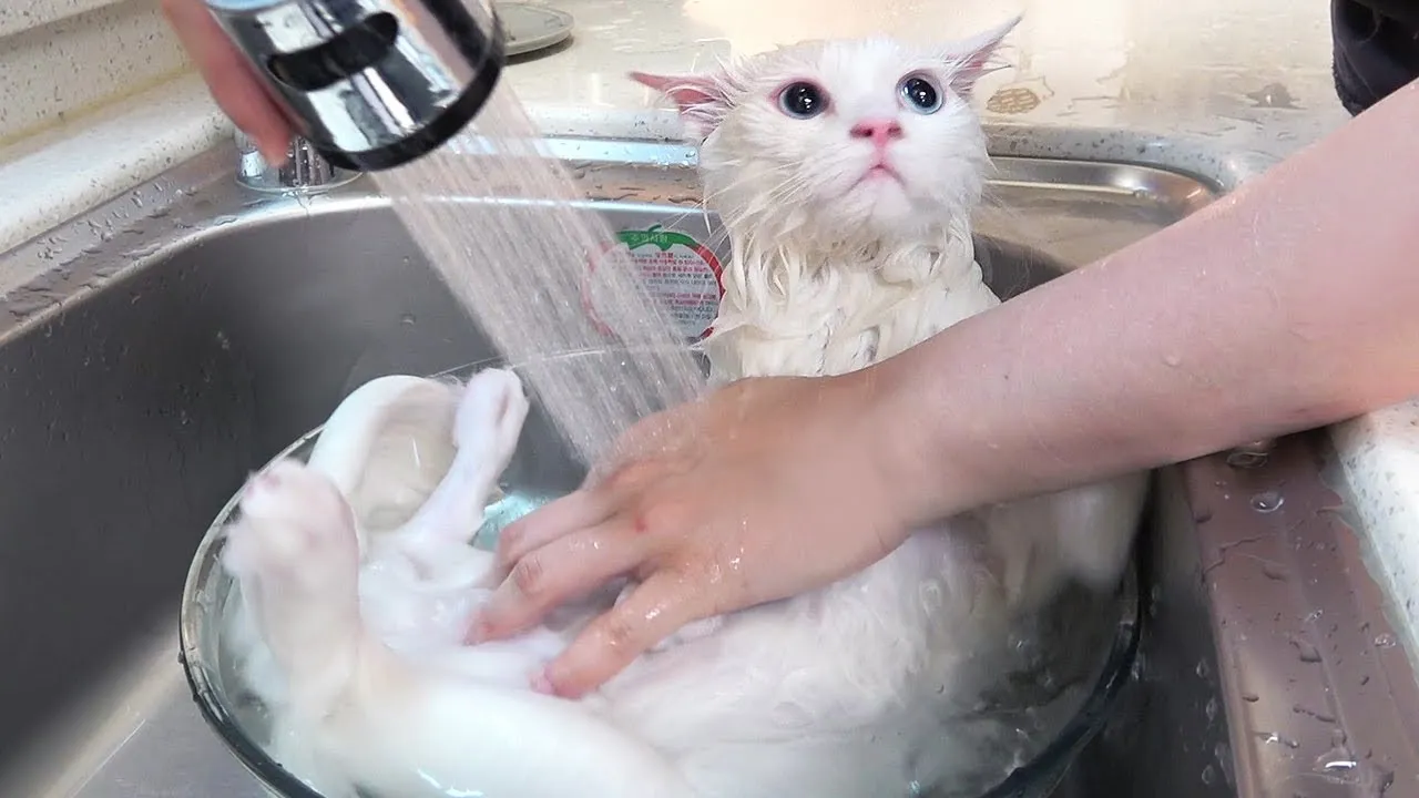 고양이 쉽게 목욕하는 방법과 준비 요령_3