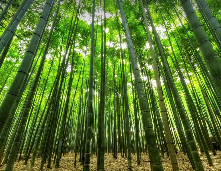 대나무 숲의 모습