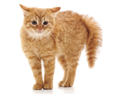 꼬리가 부풀고 화가 난 고양이