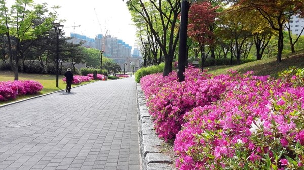 서대문독립공원(西大門獨立公園) 영산홍(映山紅)