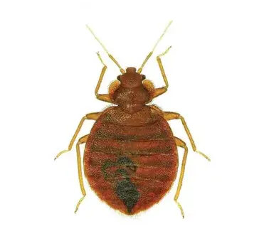 호텔방에 진드기 수십 마리&hellip;온 가족 병원 치료 호텔대처에 따른 대응방법 