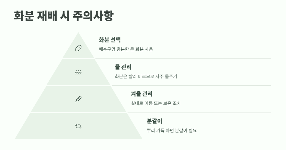 수국 키우는법 초보자도 쉽게 9