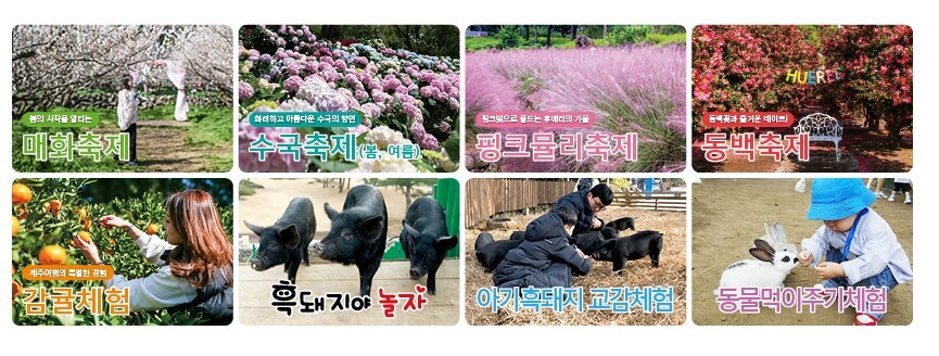 휴애리 유채꽃 축제 감귤체험&#44; 휴애리는 제주에서 아름다운 향토공원으로 한라산이 보이는 쉼과 제주의 향기를 느낄 수 있는 자연 생활 체험 공간입니다. 매년 매화&#44; 수국&#44; 핑크뮬리&#44; 동백꽃 축제가 열리고 있습니다. 계절마다 아름답게 피는 꽃을 제주도에서 본다면 잊지 못할 여행이 될 것입니다.