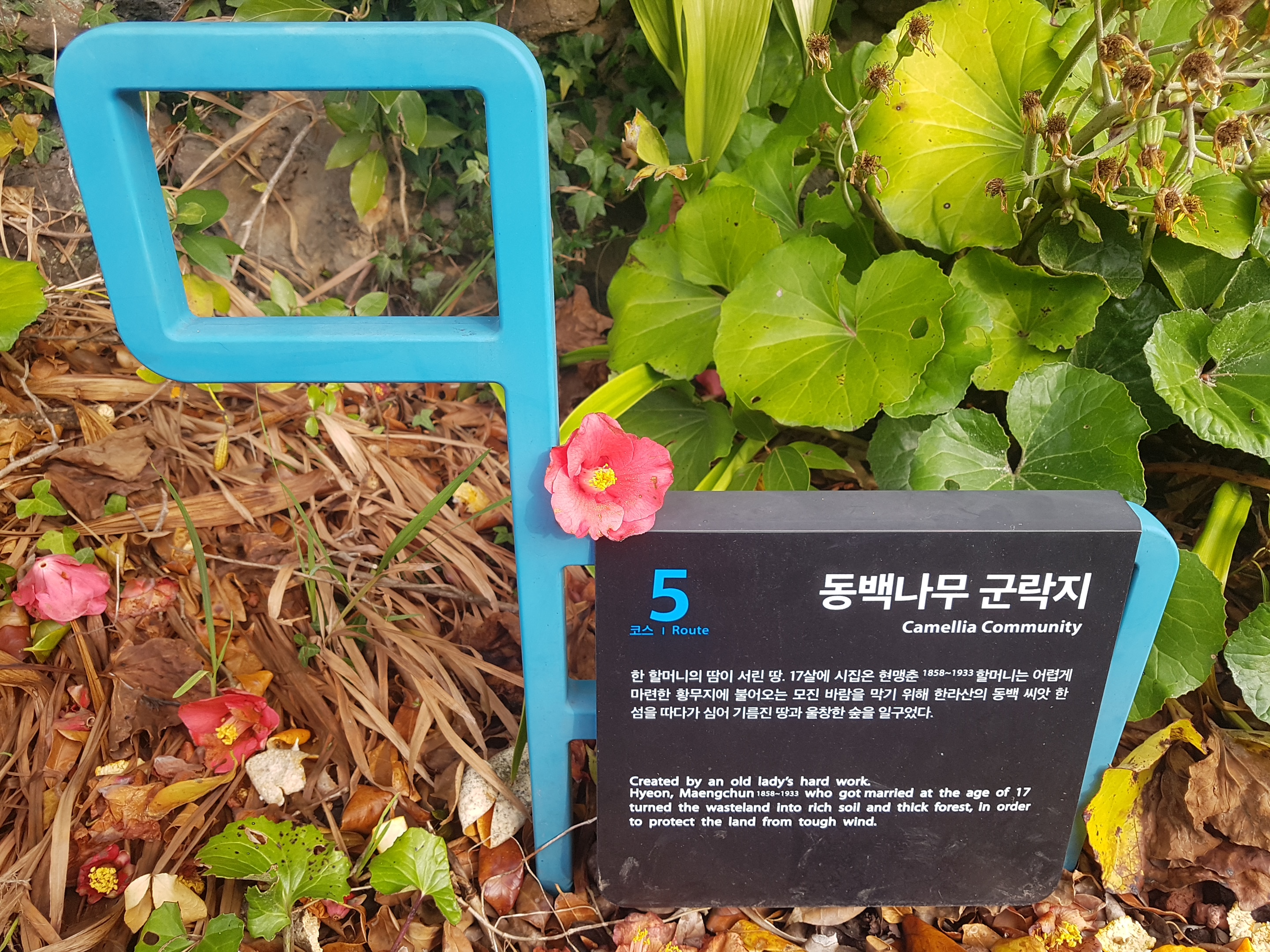 위미동백군락지