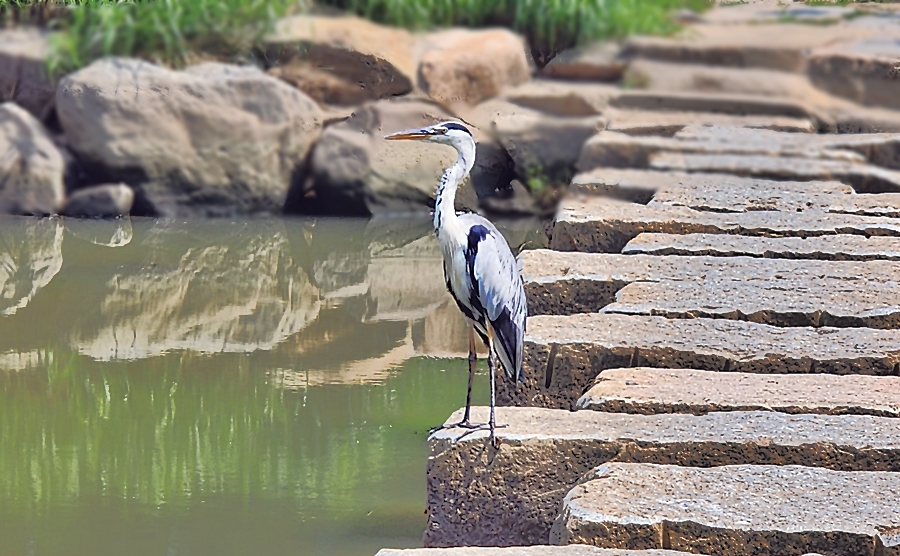 사람이 다가 가도 전혀 신경 쓰지 않고 딴곳을 바라보는 왜가리