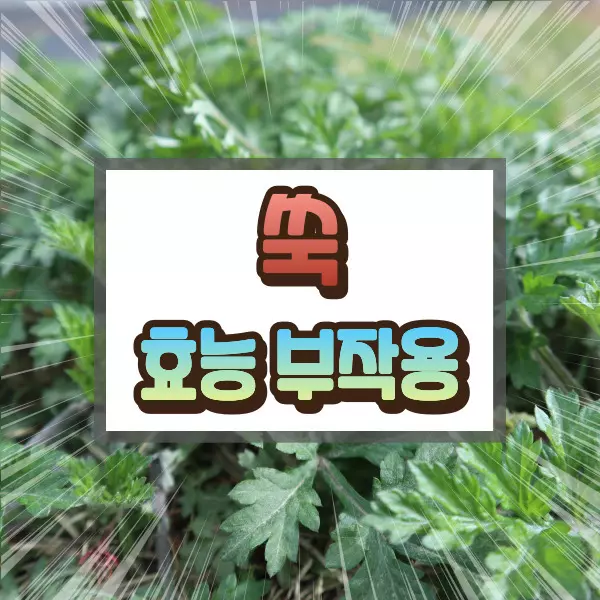 쑥 효능 부작용