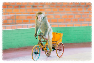 나트랑 원숭이 섬