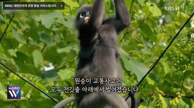 도로에서의 동물 구조