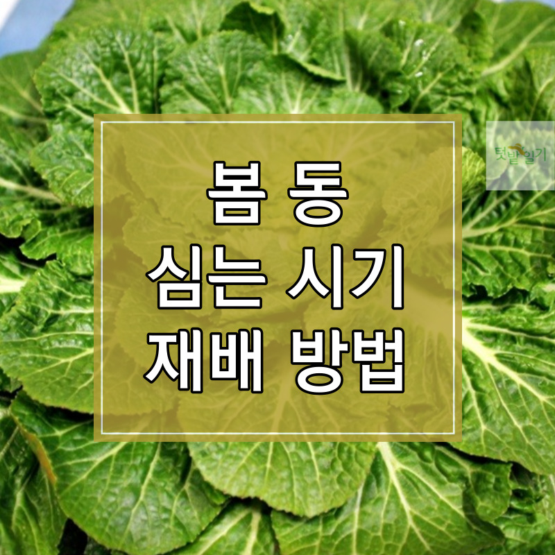 봄동 심는 시기 및 재배방법 알아보기 썸네일