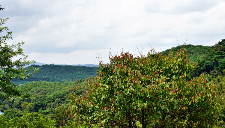 당진 삼선산수목원