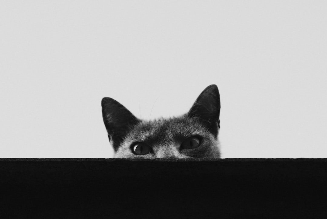 Hola